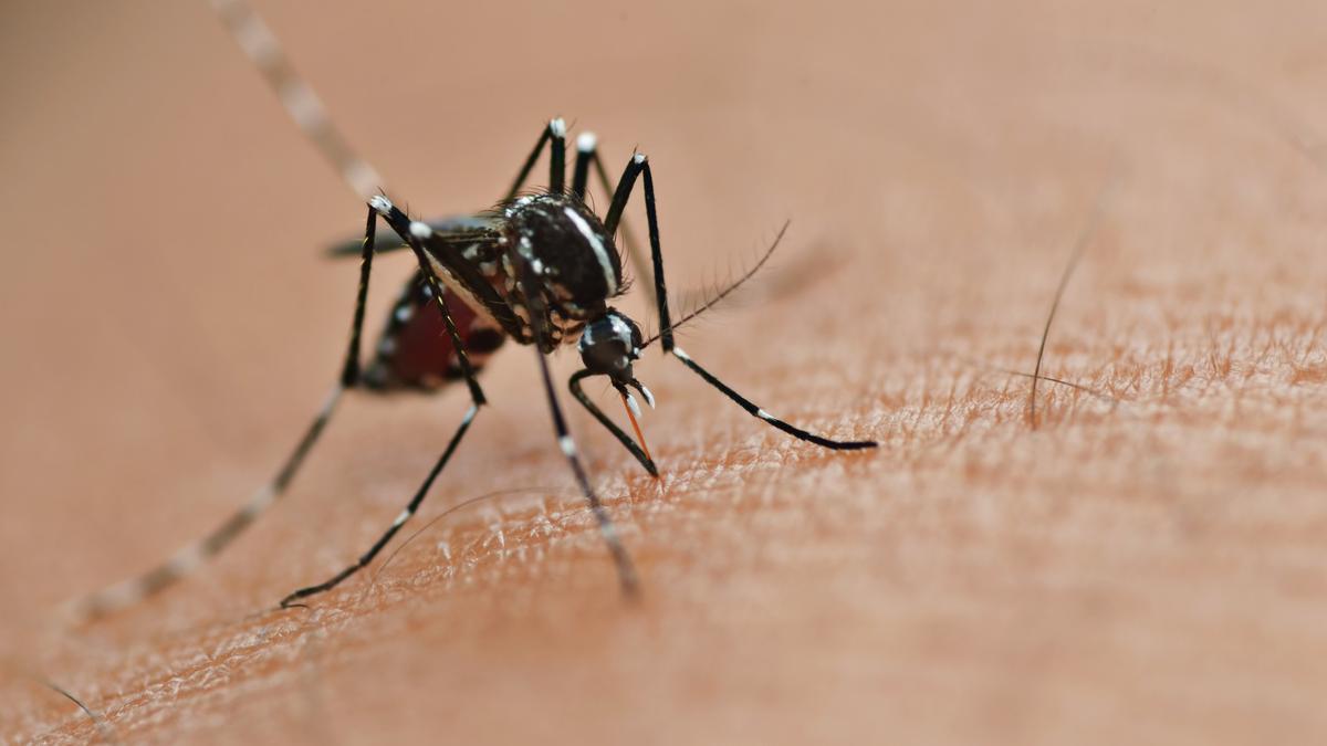 Adiós a los mosquitos en la habitación: el vaso que debes colocar al lado de la ventana para evitar que entren