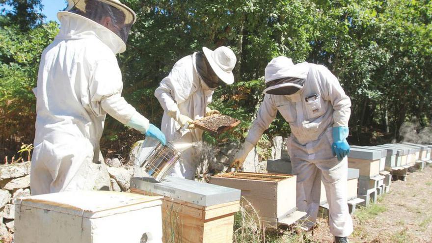 Apicultores en la provincia de Ourense. |  FdV