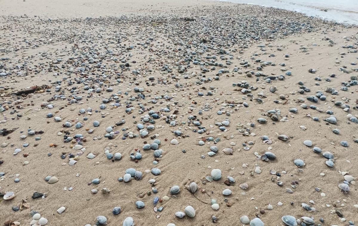 Miles de ejemplares de almejas muertas o que han quedado sobre la superficie de la playa, ayer en una concesión de Vilanova. | FDV
