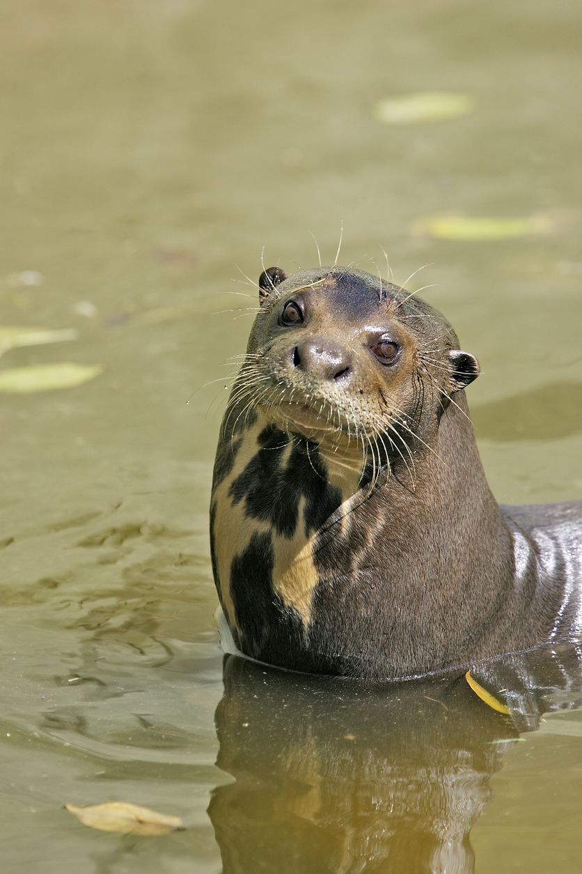 En El Impenetrable se registró la presencia de un ejemplar de nutria gigante macho.