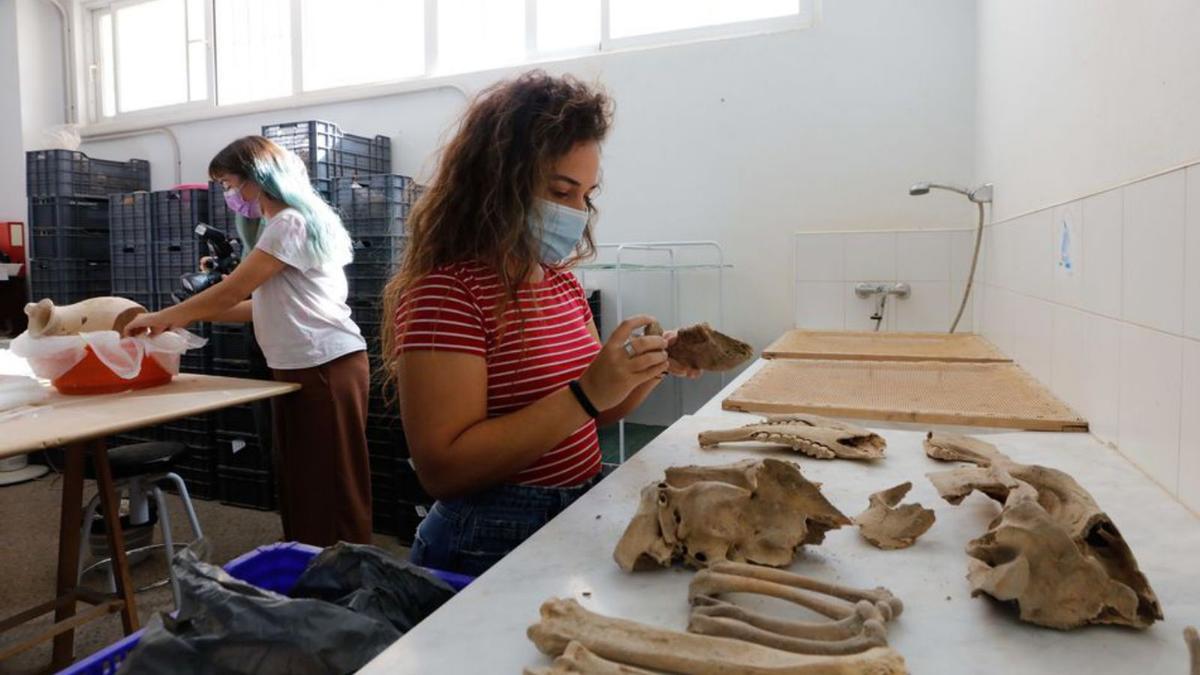 Raquel Pardo con los restos de fauna encontrada en el solar del Hospital Civil, en Dalt Vila. 