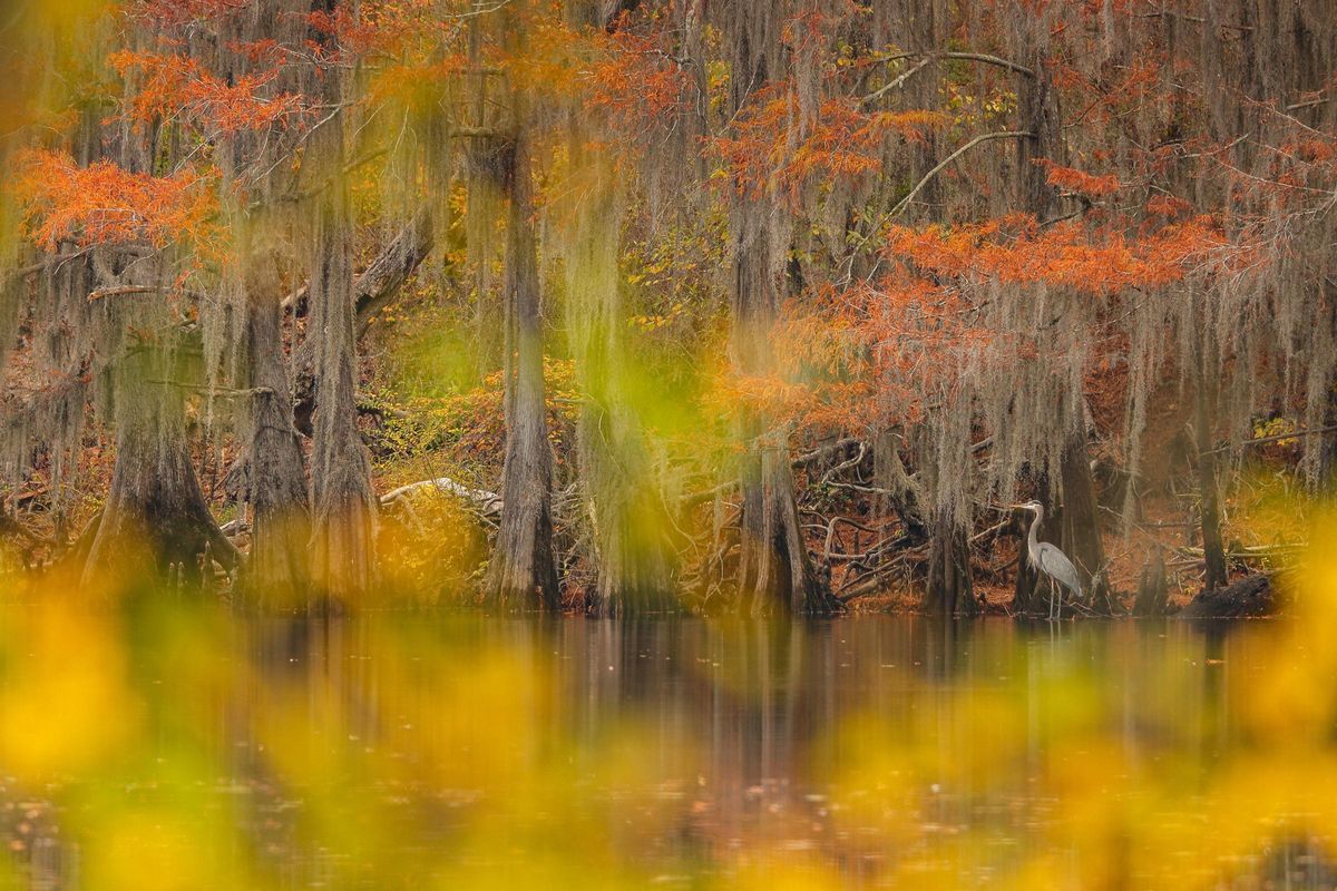 &quot;Inmersa en el otoño&quot;.