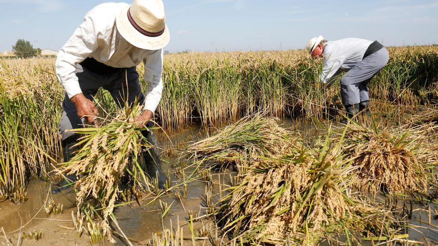 La Unió insta a los agricultores a la rebelión por la quema de la paja del arroz