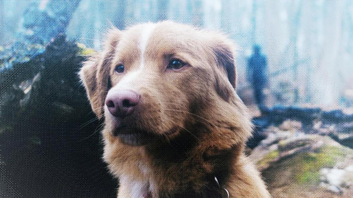 Ben Leonberg ha convertido a su leal perro Indy en protagonista absoluto de otro relato de casas rurales encantadas y presencias fantasmales.