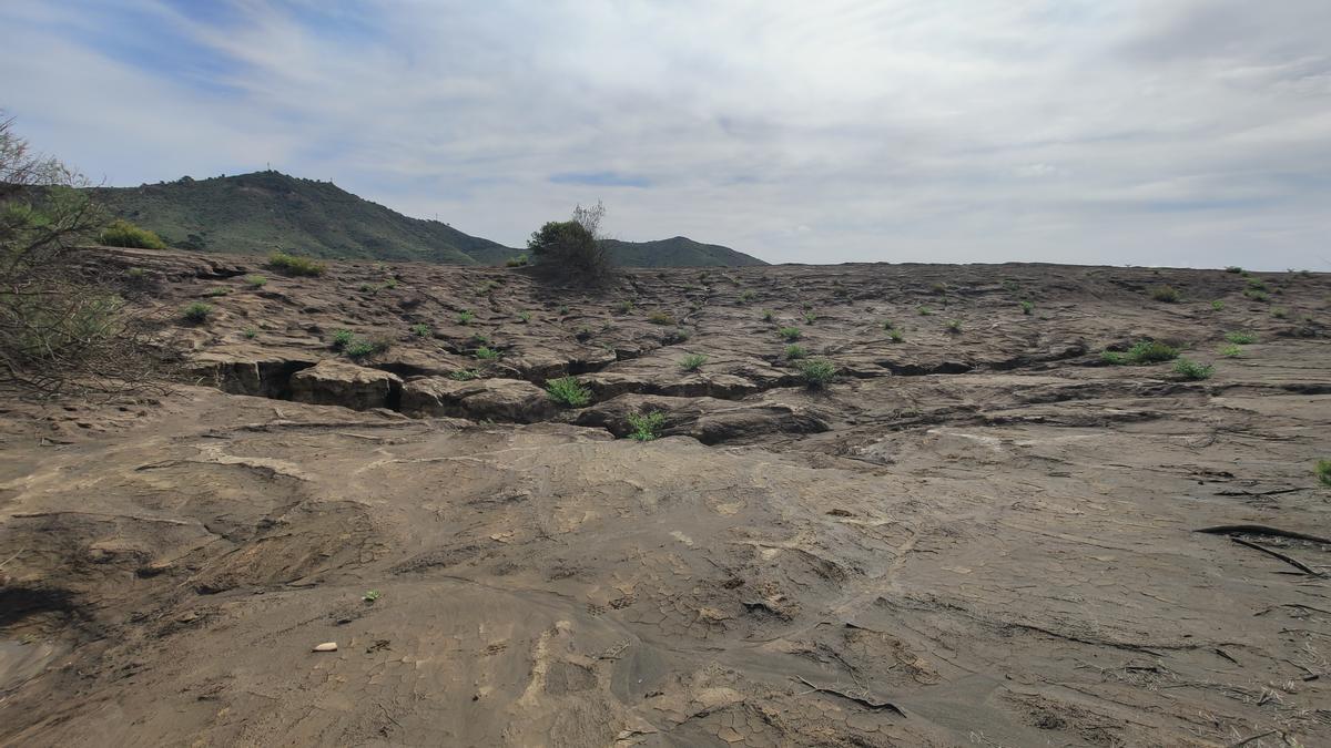 Identifican bacterias que facilitan la revegetación en zonas mineras