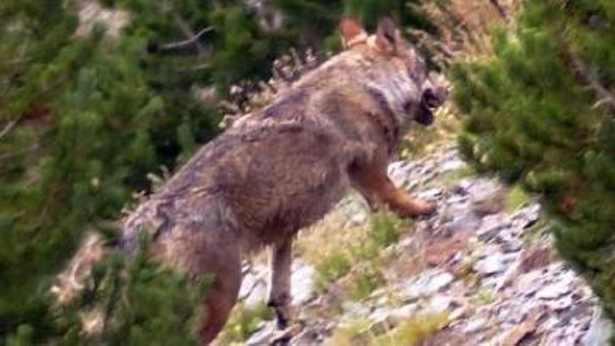 El llop que va ser vist per Jean-Charles Grange l&#039;estiu passat.