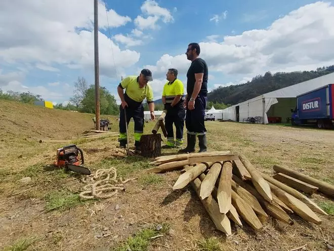 Así se prepara Cornellana, en Salas, para la subasta del campanu de Asturias