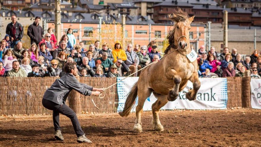 Puigcerdà amplia el concurs de la Fira del Cavall sumant-hi els pollins