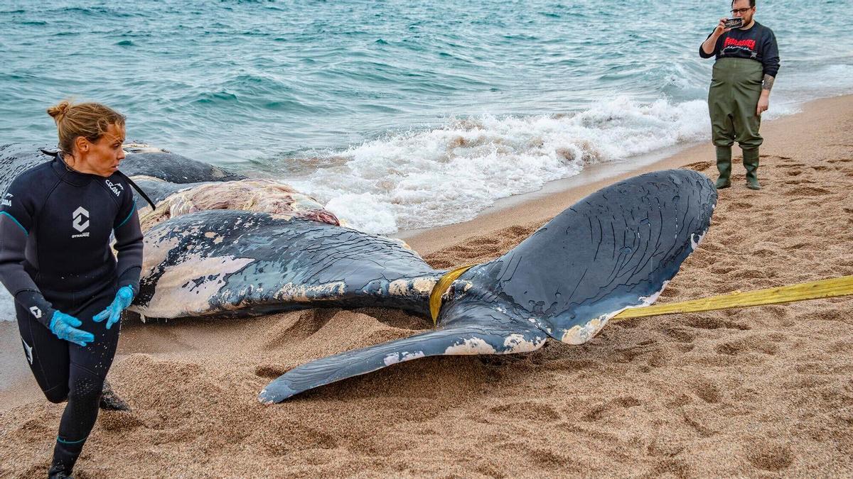 Una ballena, encontrada muerta en la playa de Pals (Baix Empordà, Girona), este sábado.