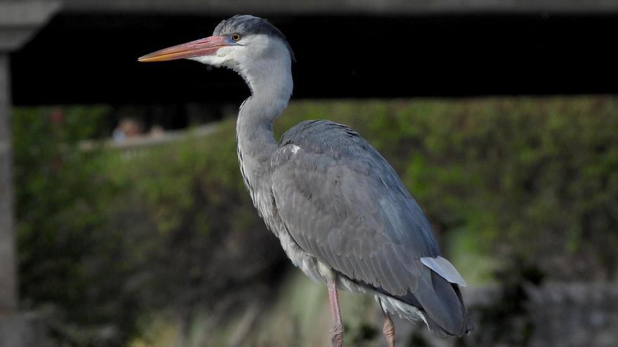 Una garza de Castilla y León