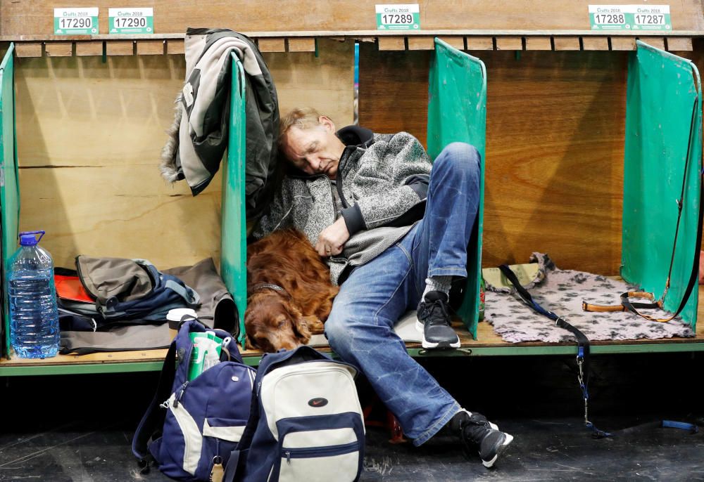 Crufts Dog Show, l'exhibició de gossos més gran d'Anglaterra