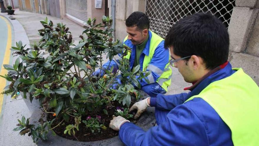 Dos trabajadores reponen plantas en un macetero de una calle de Lalín. // Bernabé/Gutier