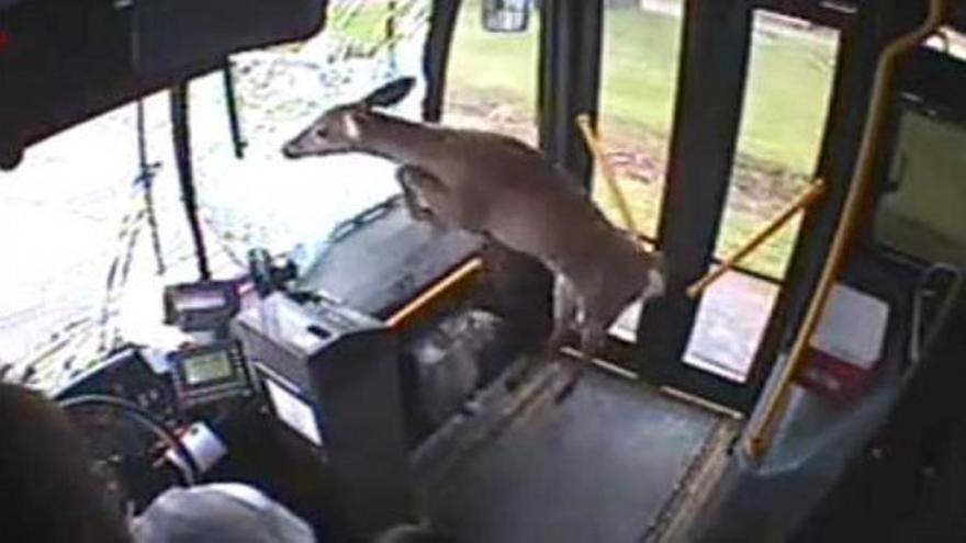 Un ciervo atraviesa el cristal de un autobús