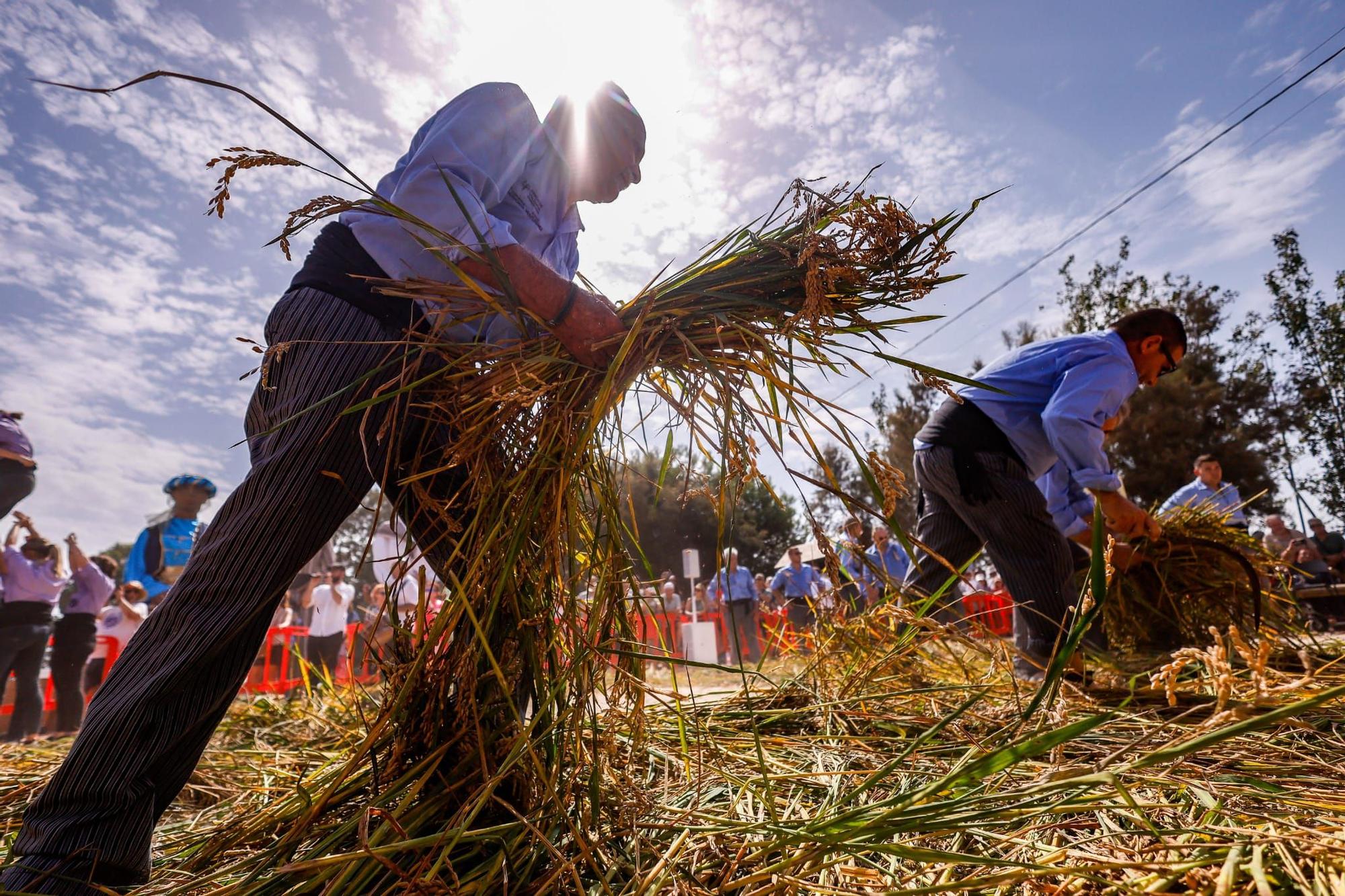 El puerto de Catarroja reúne a 5.000 personas en la Fiesta de la siega del arroz