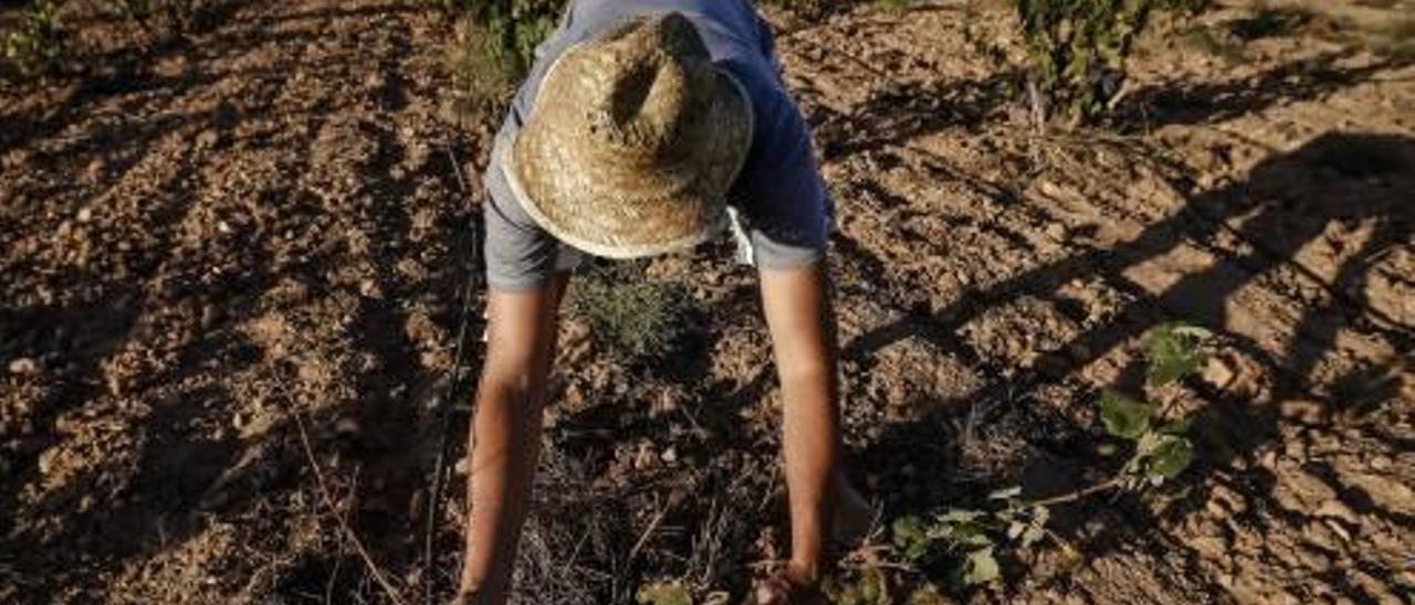 Un agricultor muestra los efectos de la sequía en un campo de cultivo.