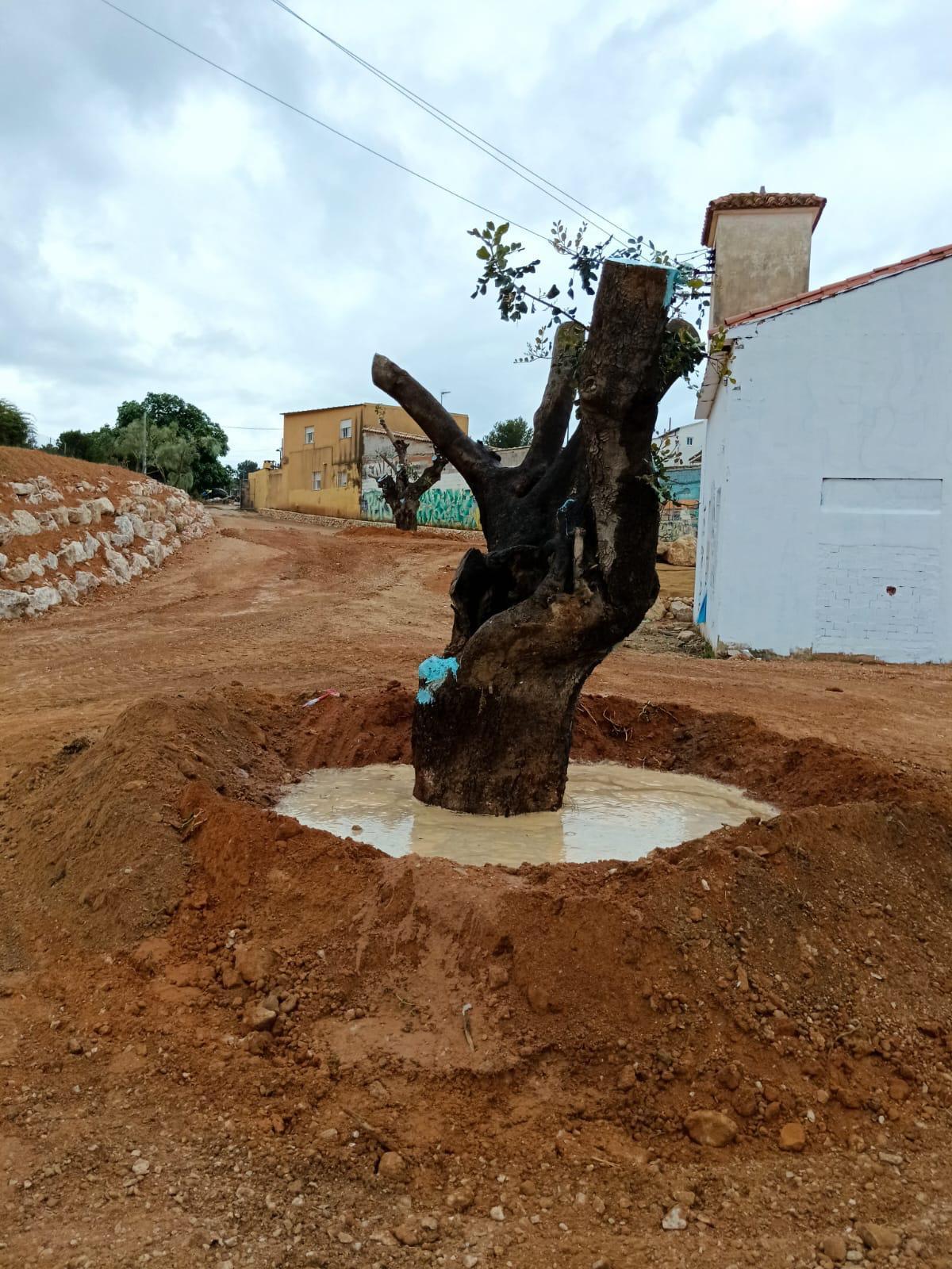 La replantación de una de las garroferas.