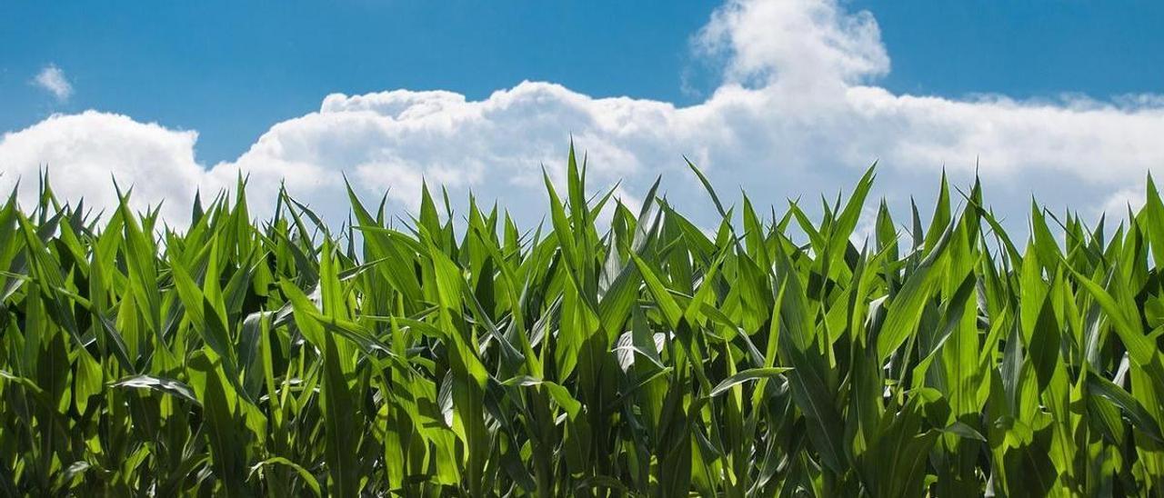 El maíz no crece tan alto en Iowa