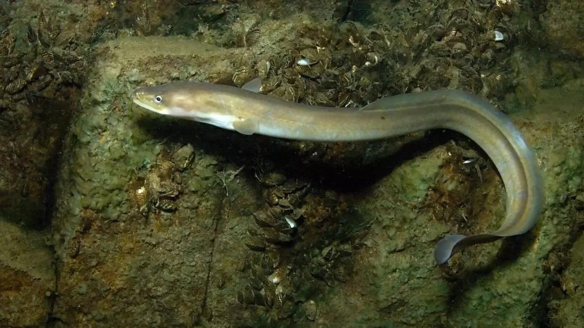 Ejemplar de anguila europea.