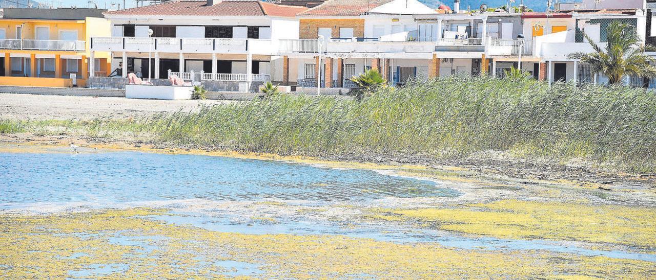 Ova verde acumulada cerca de los puertos deportivos de Los Nietos, Cartagena.