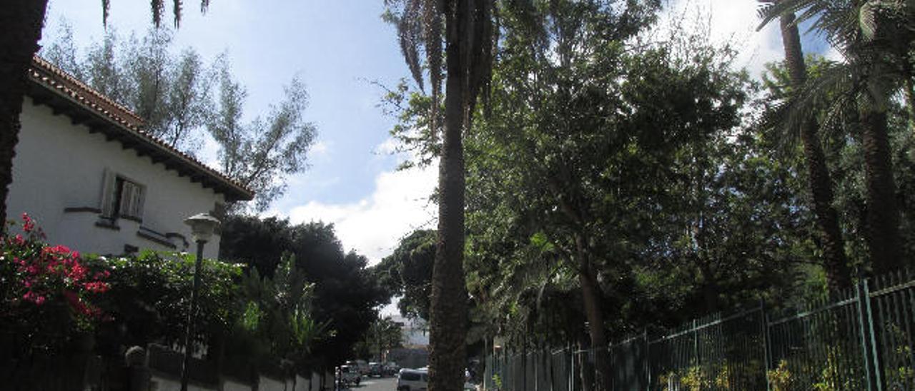 La palmera en la calzada de la calle Francisco González Diaz, de Ciudad Jardín.