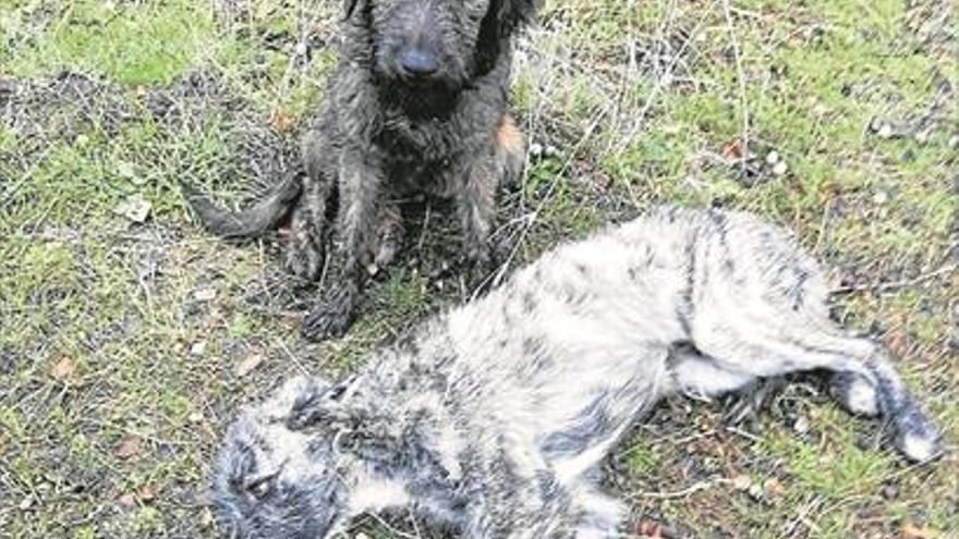 Agente fuera de servicio auxilia a dos perros que se encontró abandonados