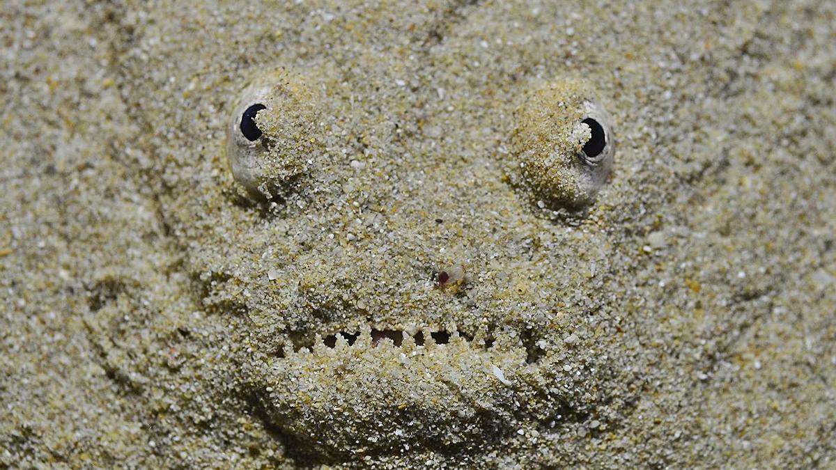 Inquietante imagen de un pez oculto entre la arena del fondo marino.  | FOTO DE XAVIER MAS 