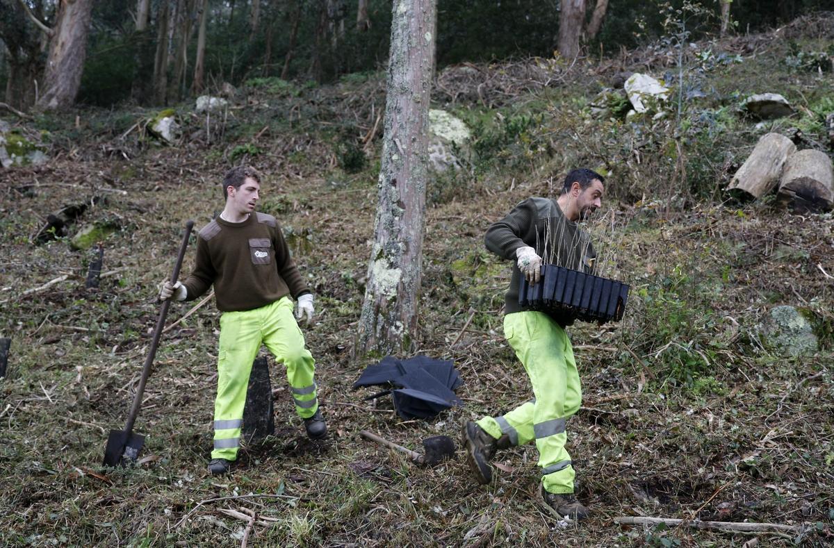 Trabajadores de Tragsa plantando carballos