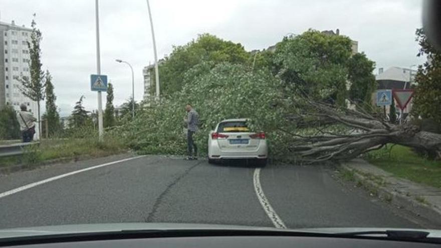 Un árbol en mal estado en A Coruña cae sobre un taxi en el enlace de Alfonso Molina a la ronda de Outeiro