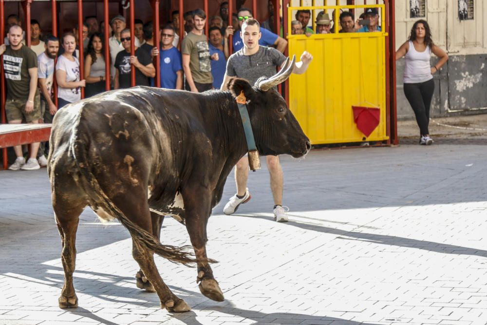 Encierro de toros en Castalla