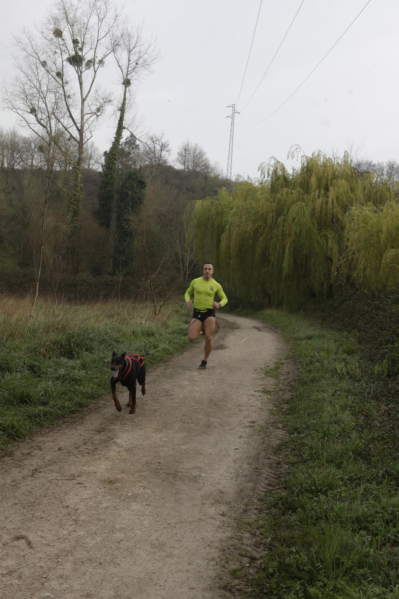 Los corredores del Celtastur de Llanera y sus perros preparan el Mundial en La Morgal: cuatro de sus integrantes estarán en la cita de Plédran (Francia)