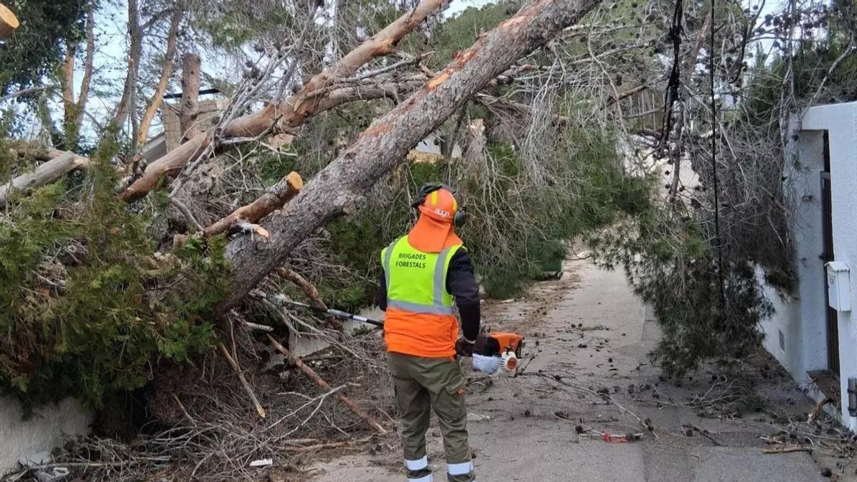 Pino caído en Alginet durante el último temporal de viento en Valencia.