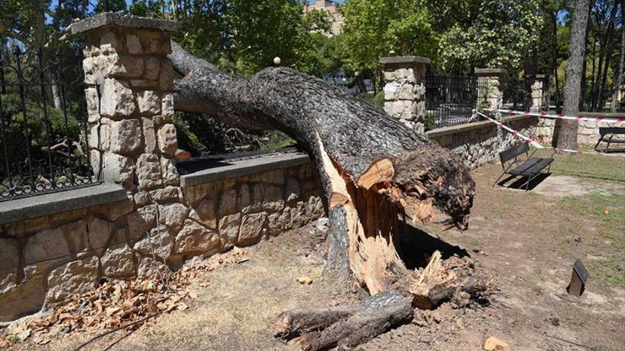 FCC achaca a la falta de poda la caída del pino del jardín botánico