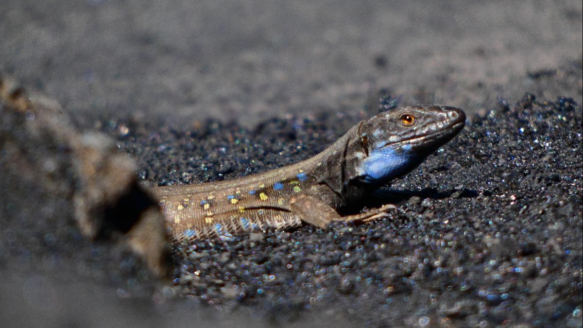 Un lagarto sobre las cenizas volcánicas del Tajogaite.