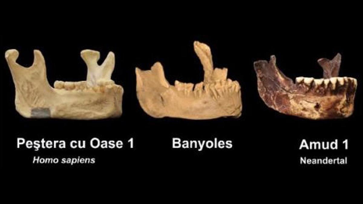 Imágenes de la mandíbula de Banyoles comparadas con otros restos óseos de la misma época.