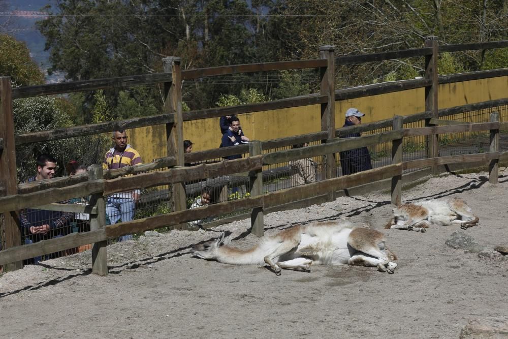 La Reconquista de Vigozoo