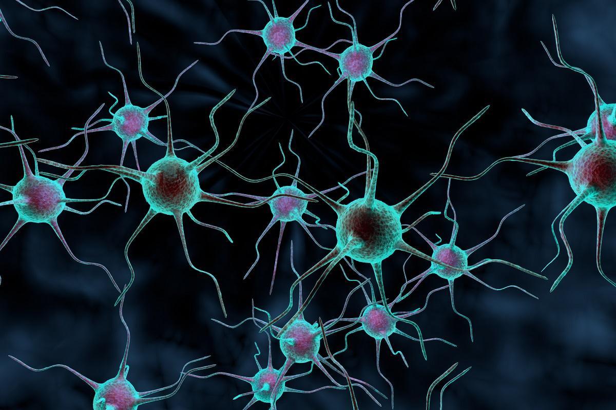 La ELA afecta a las neuronas encargadas de controlar los músculos.