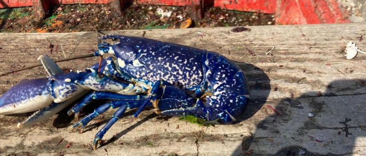 El peculiar bogavante “azul zafiro” que quedó en las redes del “Ben Feito” de Bueu.   | // P.D.