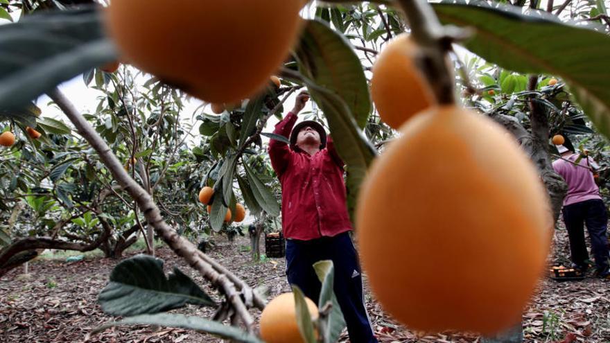 Callosa d&#039;en Sarrià pedirá rebajar el IRPF a los productores de níspero