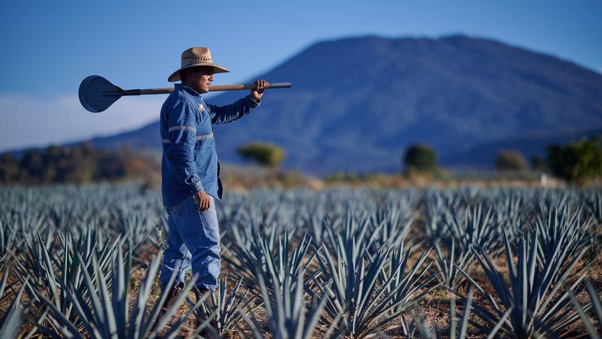 Un jimador rodeado de agaves azules con el Volcán Tequila de fondo.