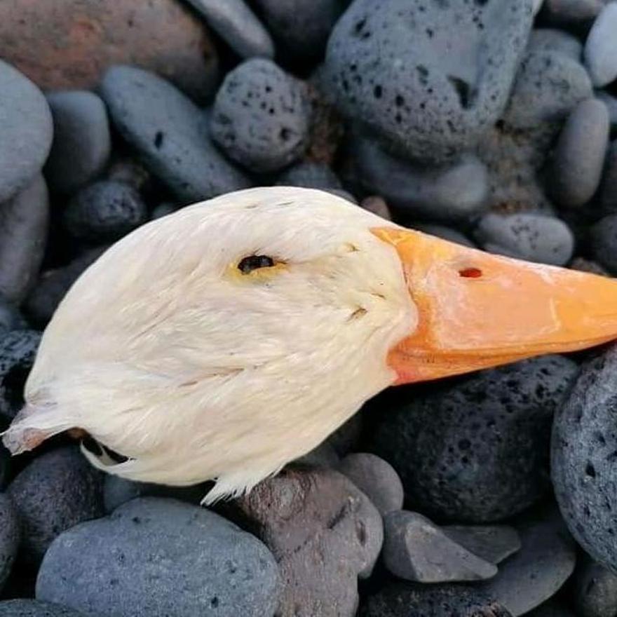 Hallan un pato decapitado en un playa de Güímar