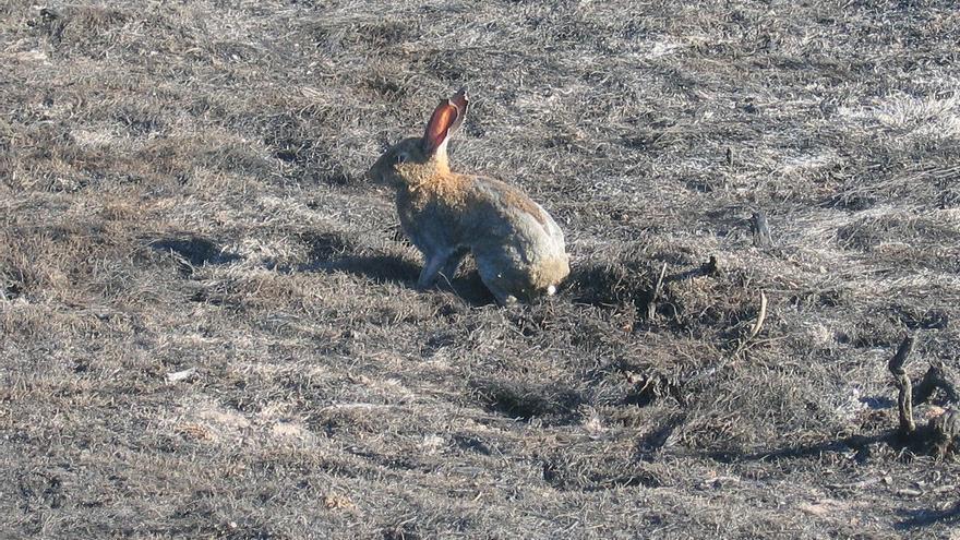Los cazadores se reivindican como vitales para frenar la plaga de conejos que afecta a 18 municipios de Castellón