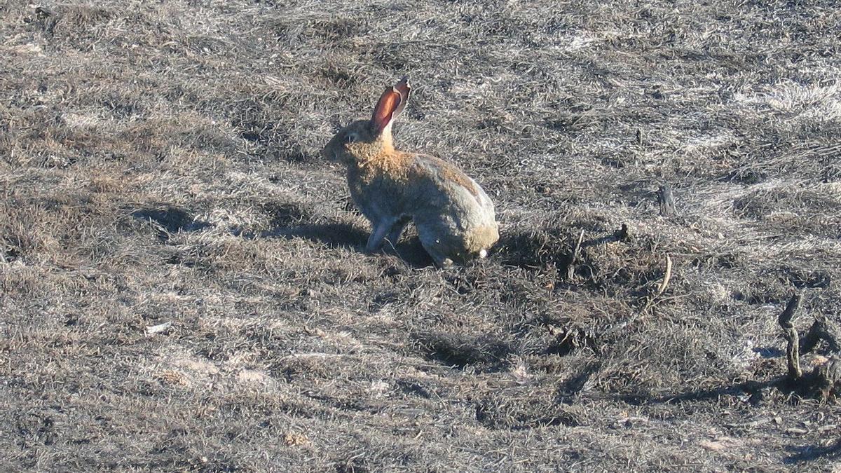 Imagen de un conejo de monte