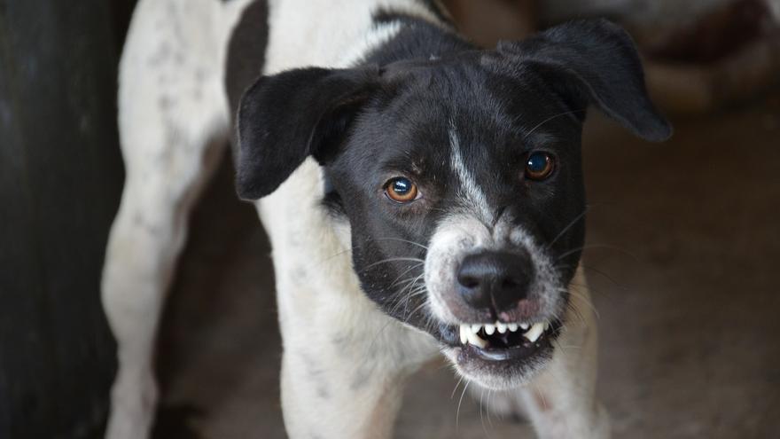 La Xunta impuso el año pasado casi 300 sanciones a dueños de perros peligrosos