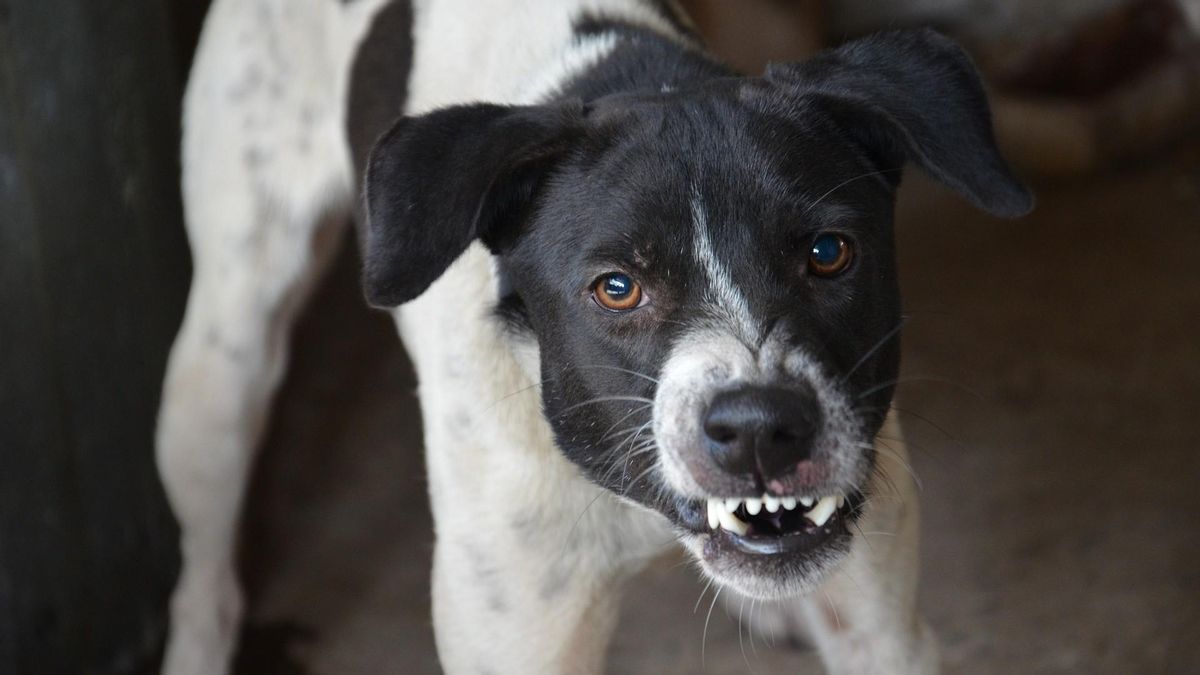 Un perro gruñe