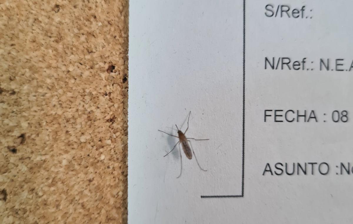 Uno de los muchos mosquitos que acompañan a los agentes durante sus jornadas de trabajo.