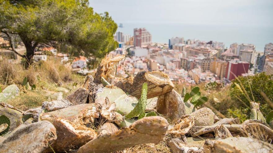 Cullera elimina una planta invasora que se extiende por la montaña