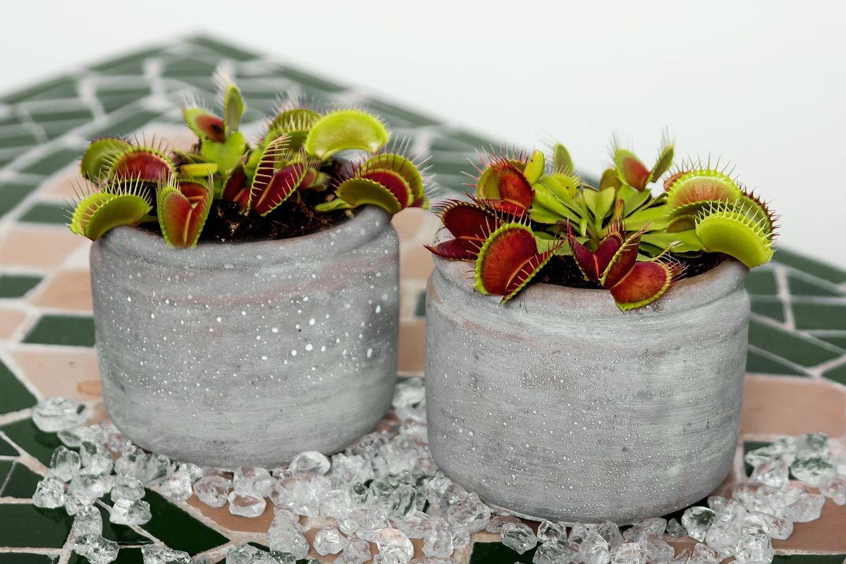 Descubre cómo cuidar a las plantas carnívoras en casa.