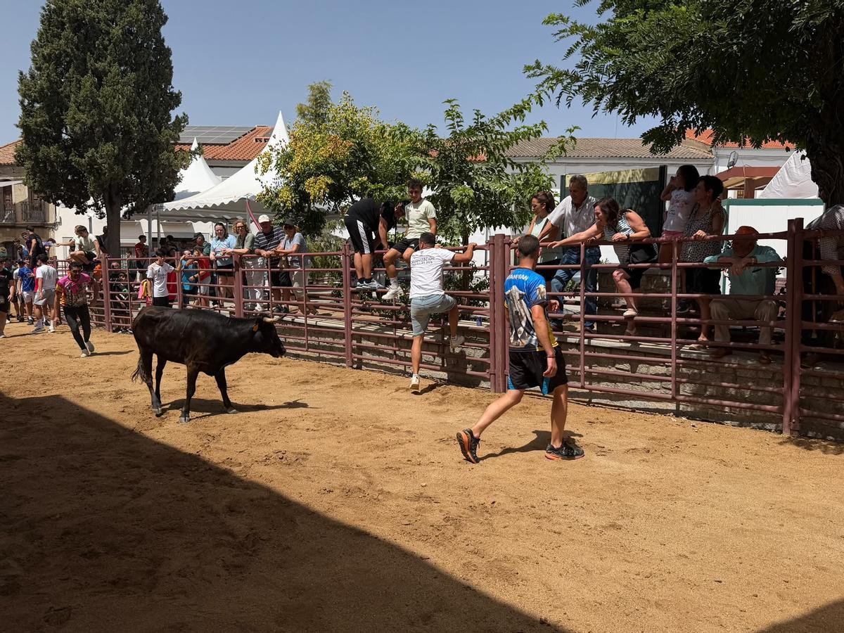 Comienzan los encierros de vacas bravas en la localidad de Alcaracejos: intensidad y emoción en las calles