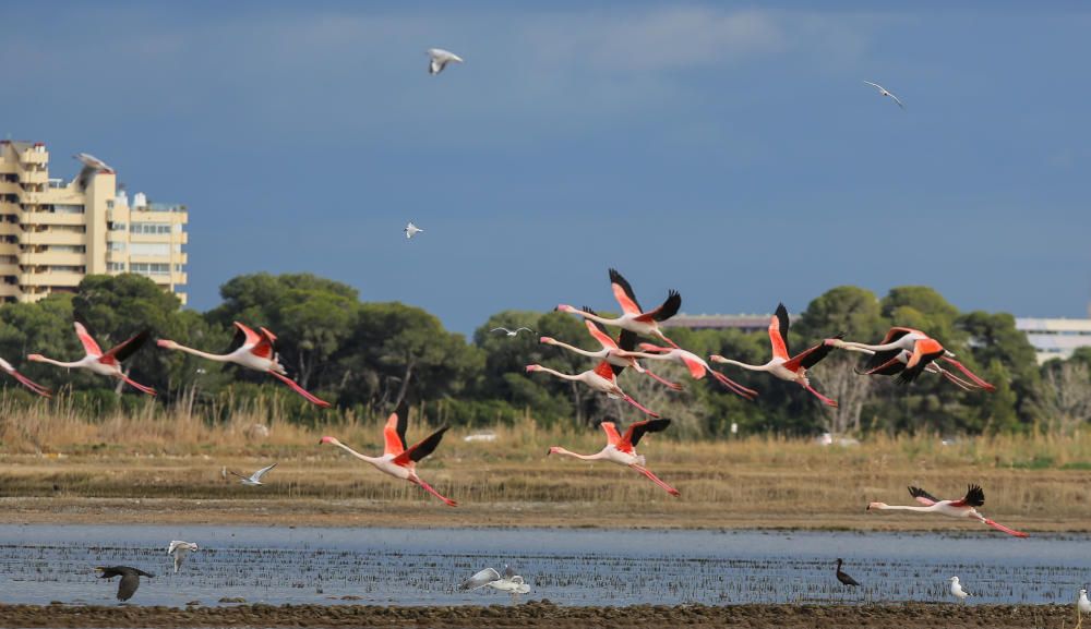 Los flamencos invaden l'Albufera