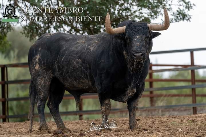 Los toros del Concurso Goyesco de Recortes de València